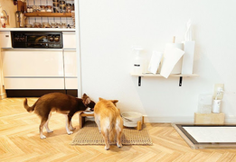 羡慕猫狗双全，日本可饲养宠物的公寓什么样？